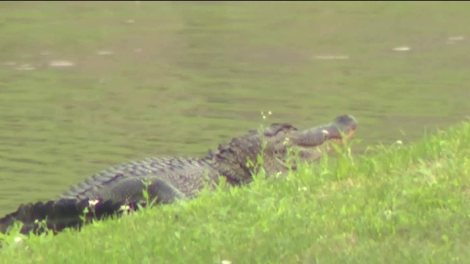 Residents discover 6-foot alligator in Richmond neighborhood pond