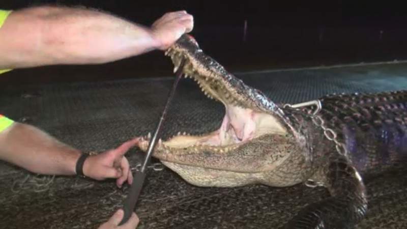 ‘Burial by sea’: 300-pound gator hit, dragged for nearly a mile, then dumped into San Jacinto River