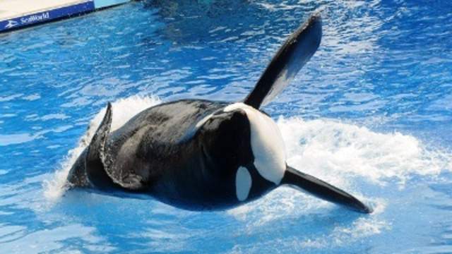 SeaWorld killer whale Tilikum dies