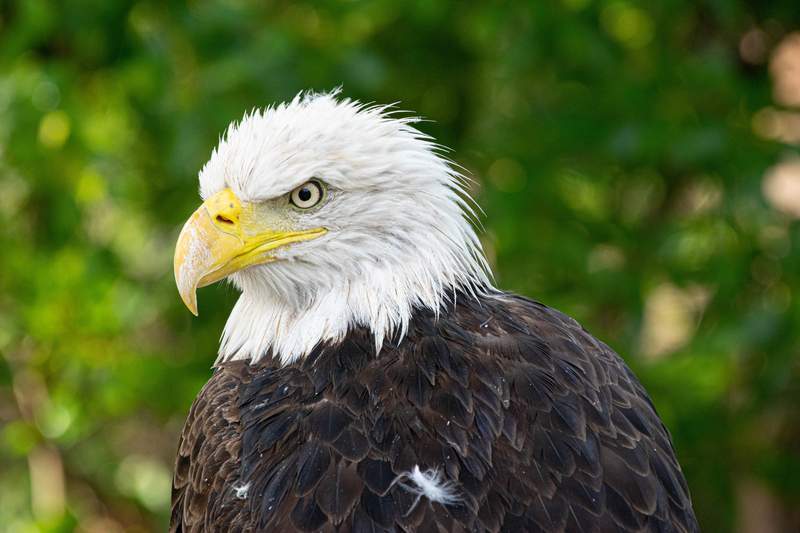 Houston Zoo welcomes bald eagle rescued during February’s winter storm