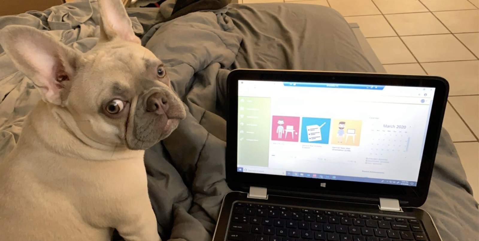 How To Protect Your Pets From Covid 19