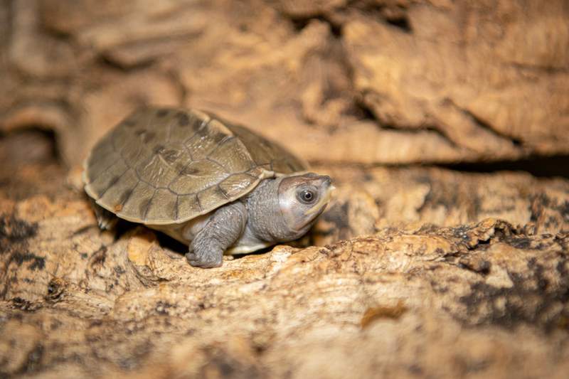 SO ADORABLE: Four critically endangered turtles hatch at the Houston Zoo