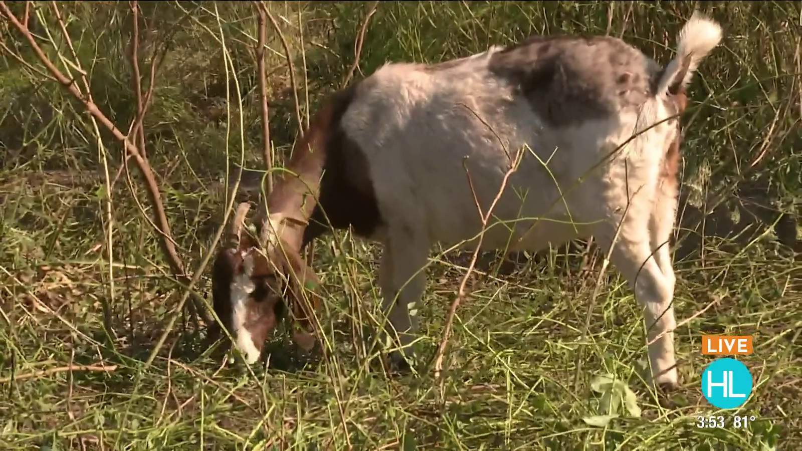 Watch over 120 live goats “work” at the Houston Arboretum & Nature Center this week