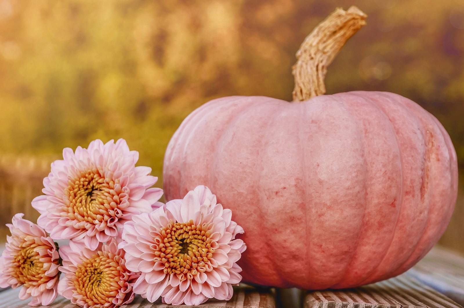 This pink pumpkin patch in Texas is the ultimate detsination for a girls’ getaway this fall