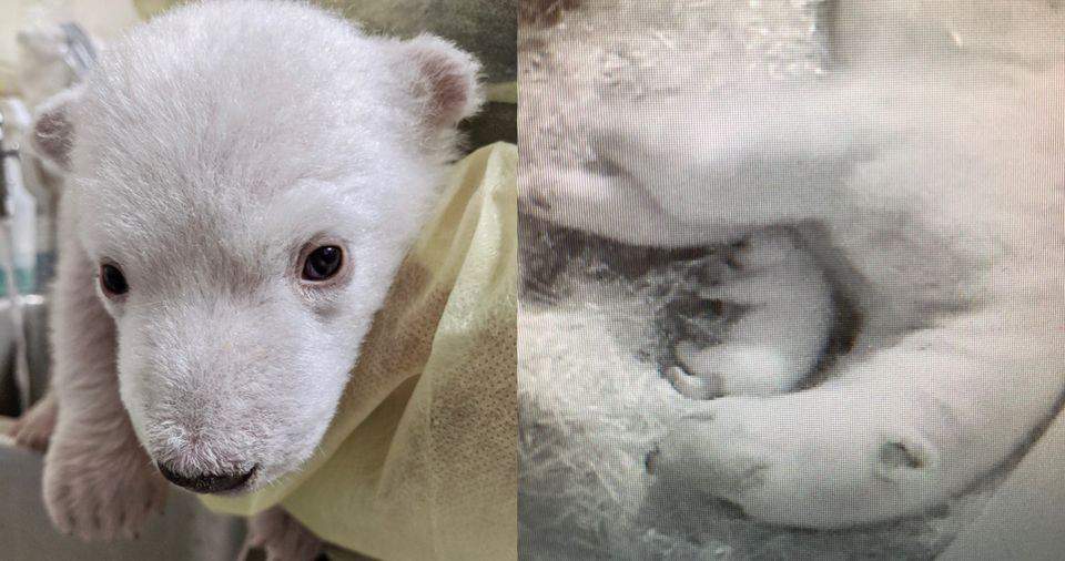 Michigan zoo announces birth of 2 polar bear cubs for first time in decades