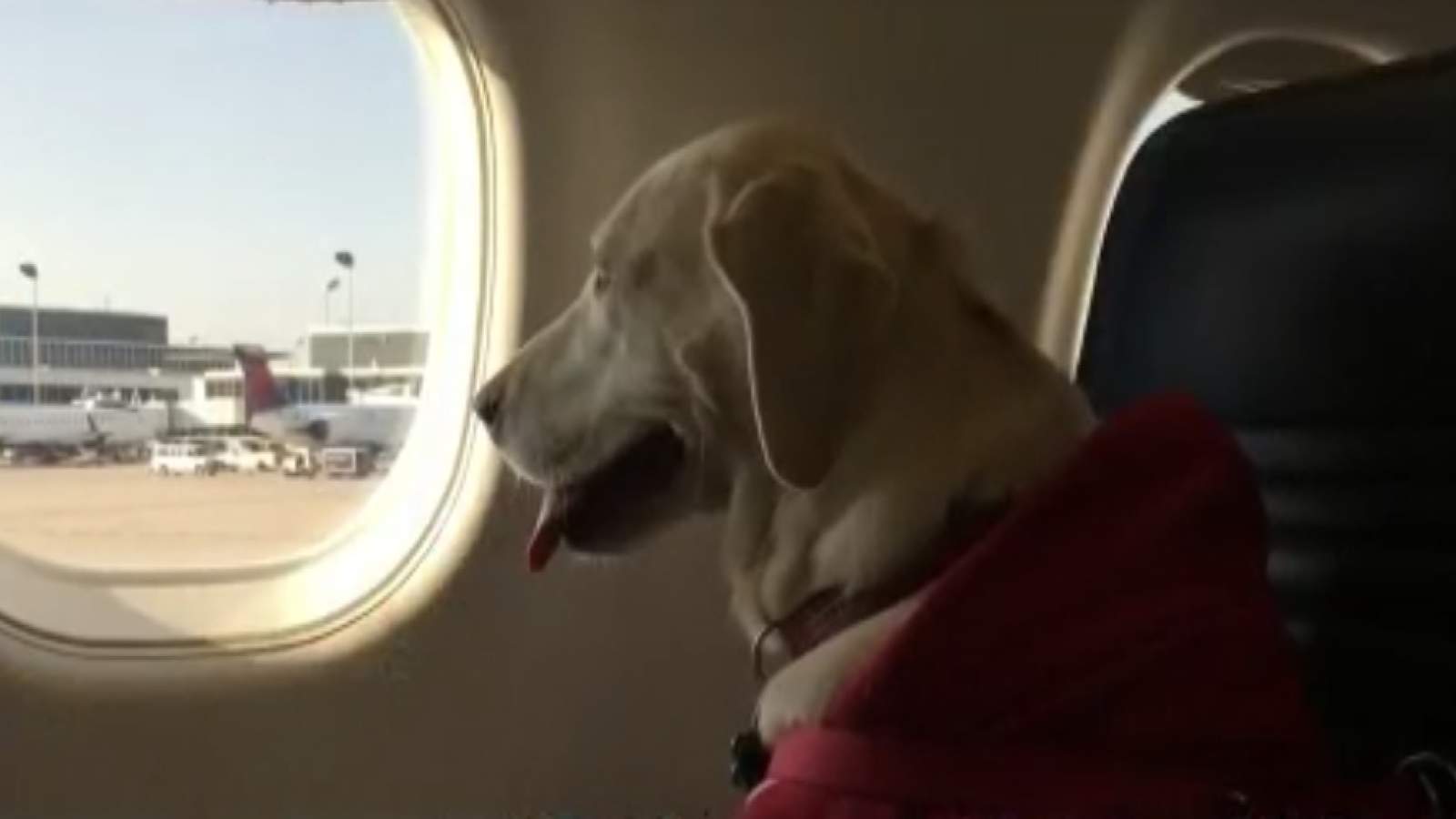 US tightens definition of service animals allowed on planes
