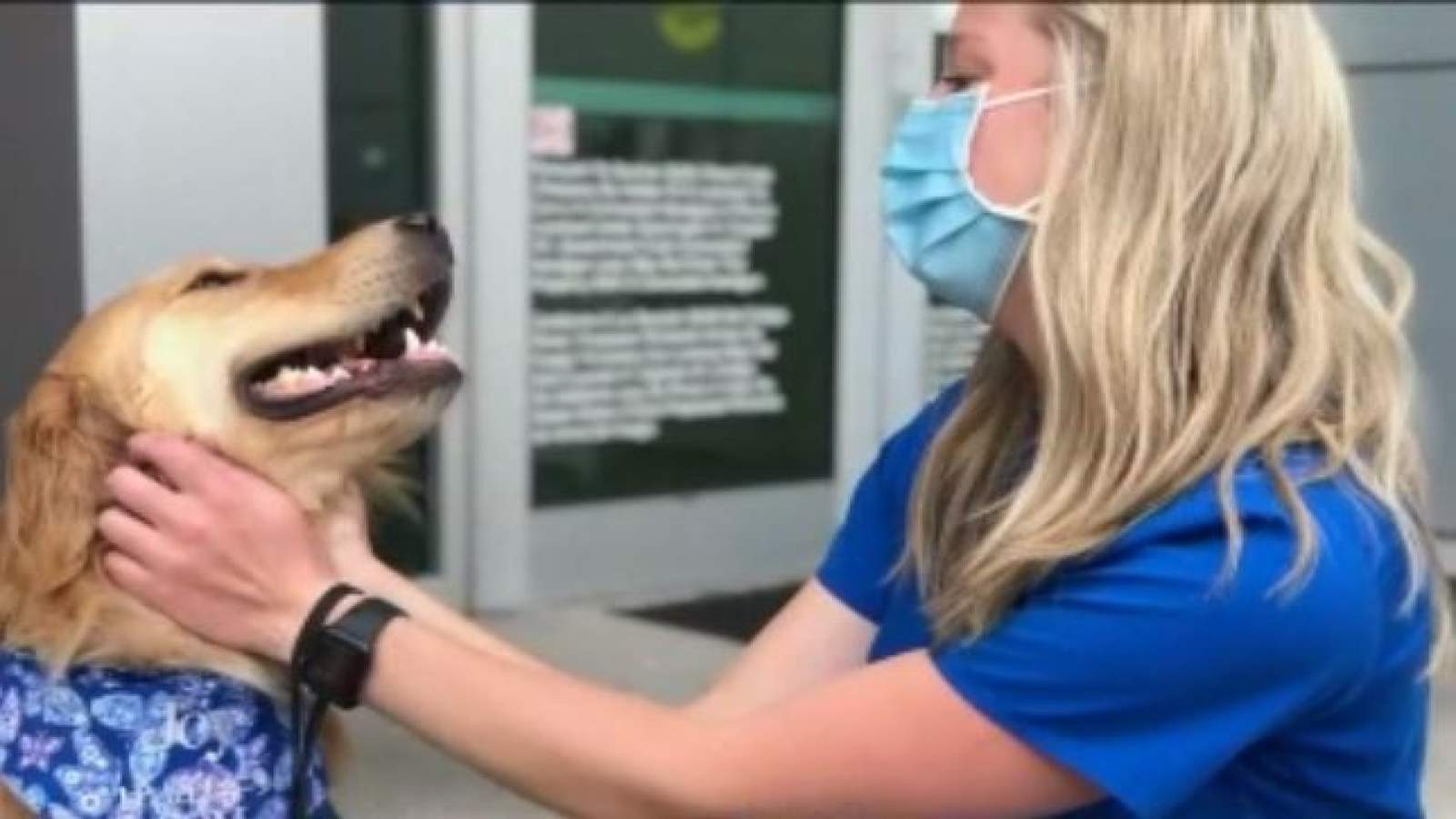 Comfort dog brings smiles, comfort to local hospital staff battling against COVID-19