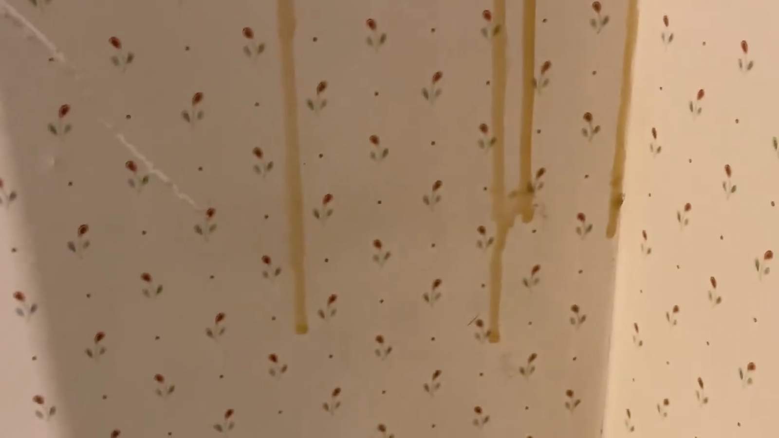 Couple finds out theyre living with thousands of bees after fresh honey drips down their walls