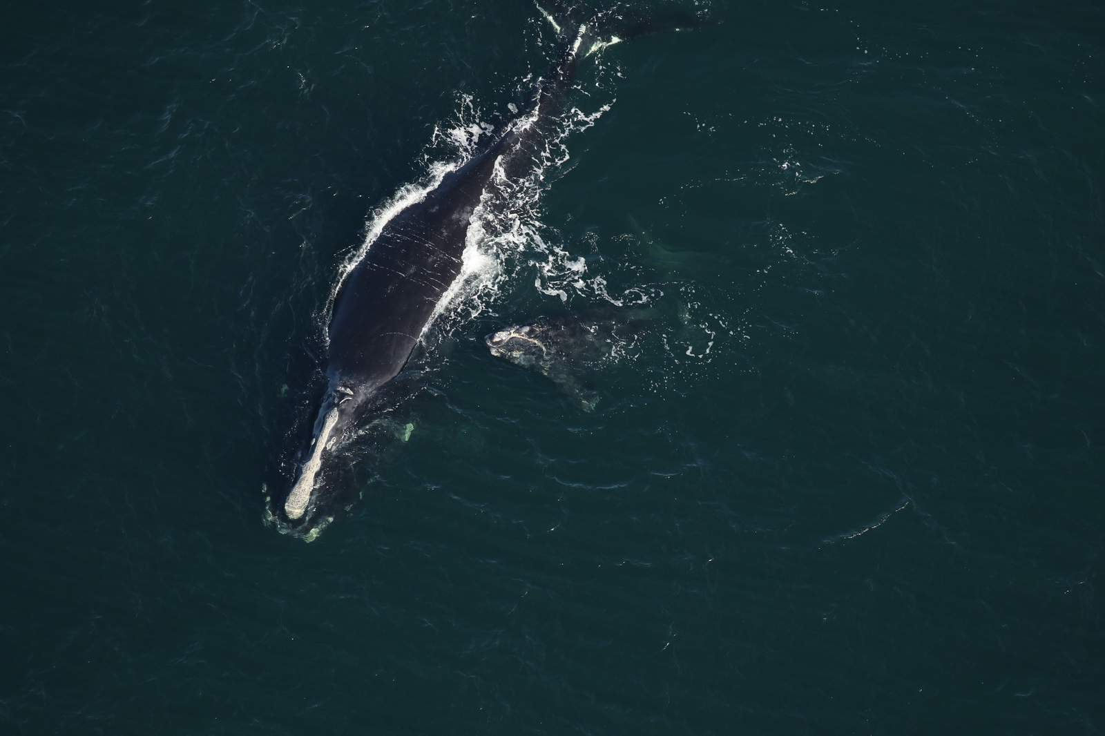 Rules planned to save right whales loom over lobster fishers