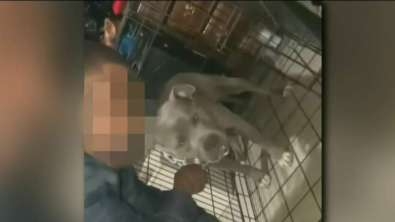 Animal rescue launches investigation after man caught on camera punching dog