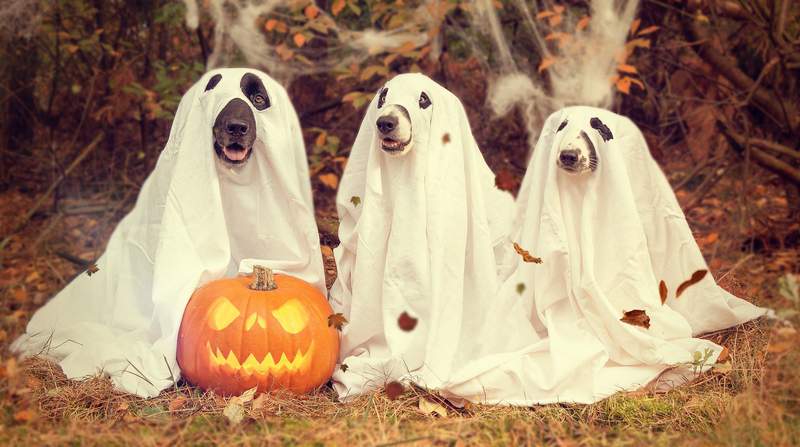 Here is how to keep your pets safe this Howl’oween