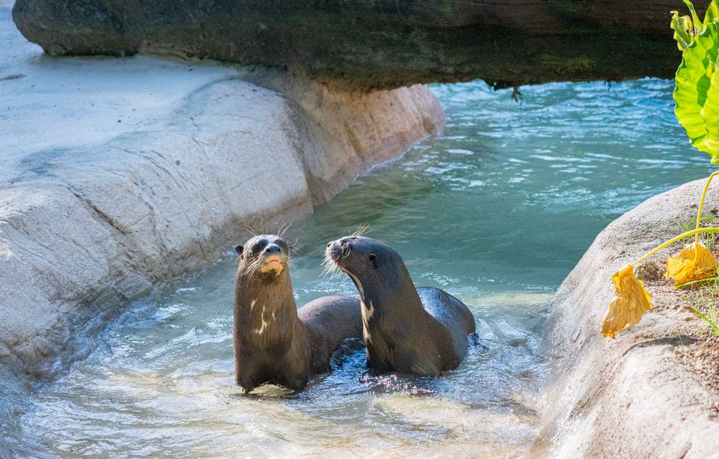 Houston Zoo’s newest exhibit features this stunning area of the world