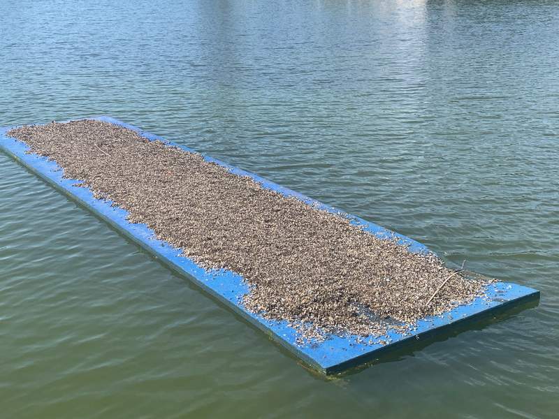 PHOTOS: Invasive zebra mussels take over family’s float at Texas lake