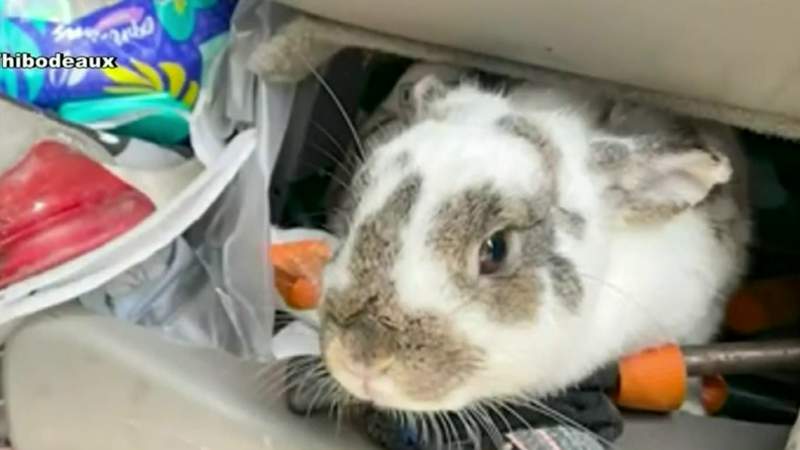 Nest of rabbits found inside woman’s SUV after wild hit-and-run in The Heights