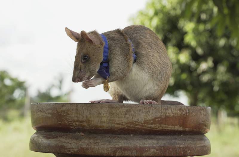 Mine-sniffing rat Magawa ends years of hard work in Cambodia