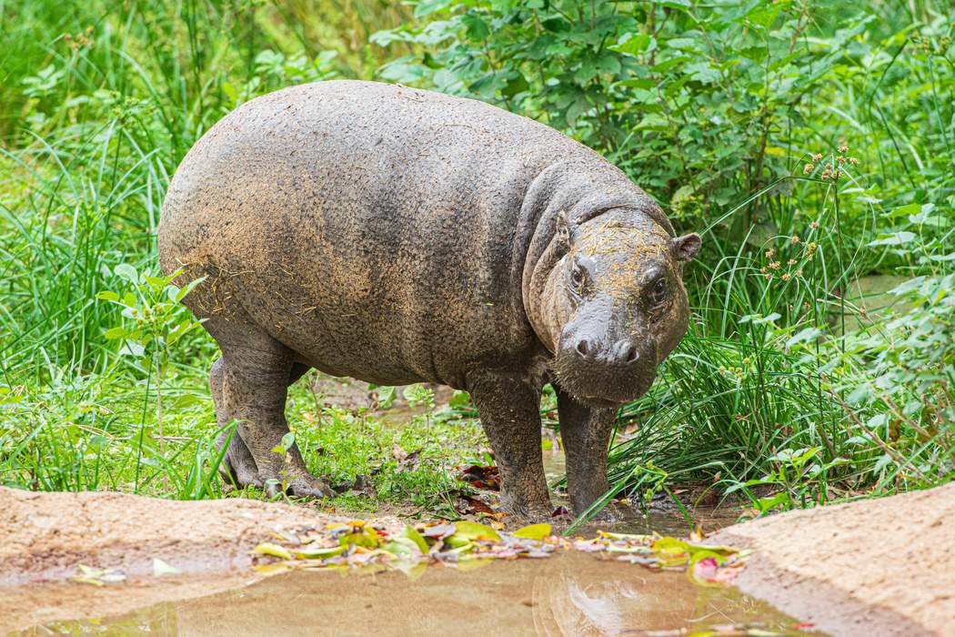 Hippo hooray! Houston Zoo welcomes 450-pound pygmy hippopotamus