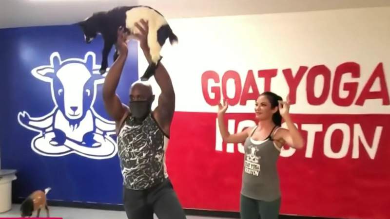 Baby goats and yoga providing the cutest indoor workout
