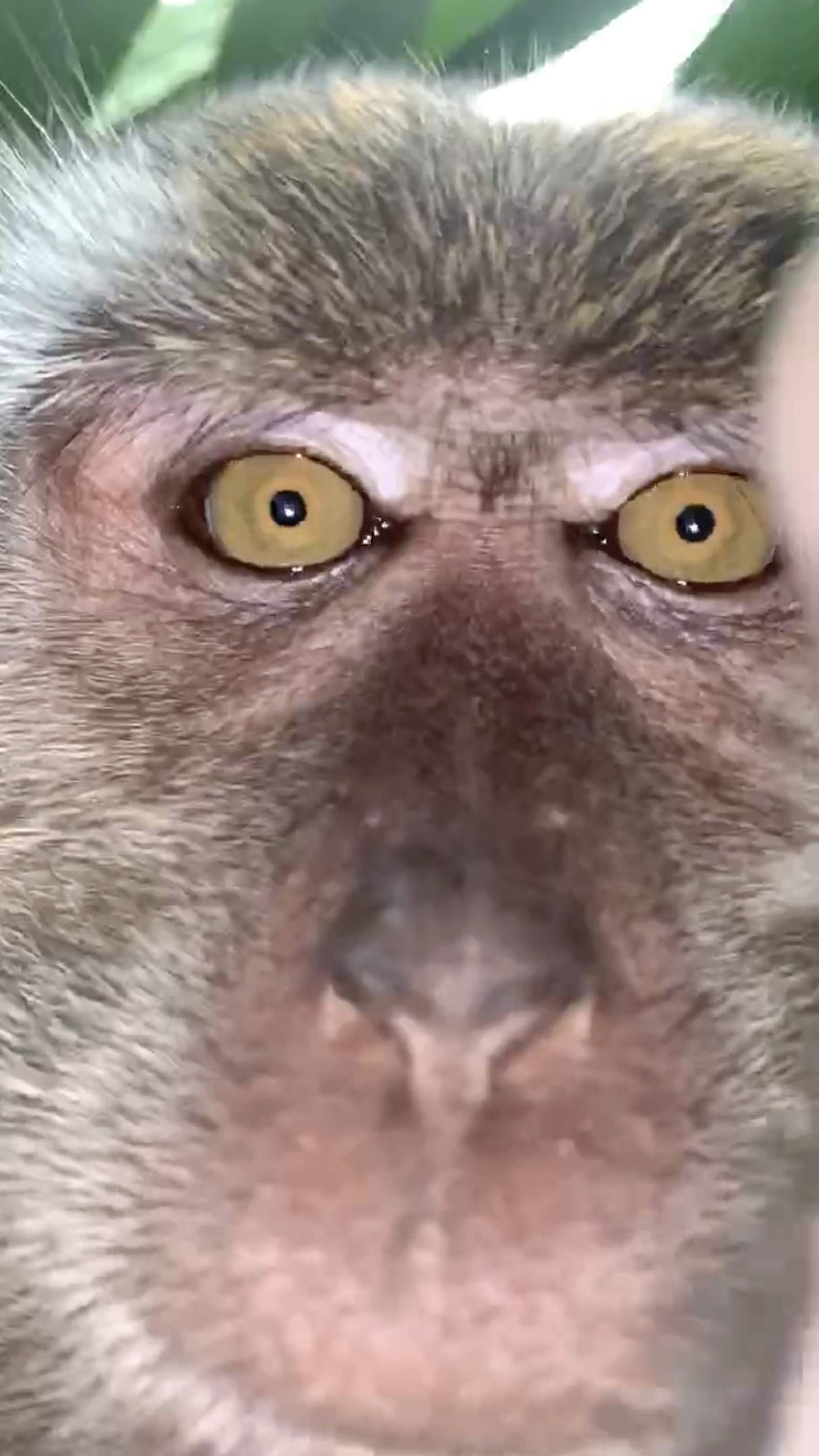 Primate monkeys around with student's phone, takes selfies