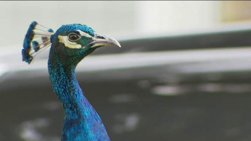 West Houston neighborhood fighting to keep peacocks after HOA cities complaints