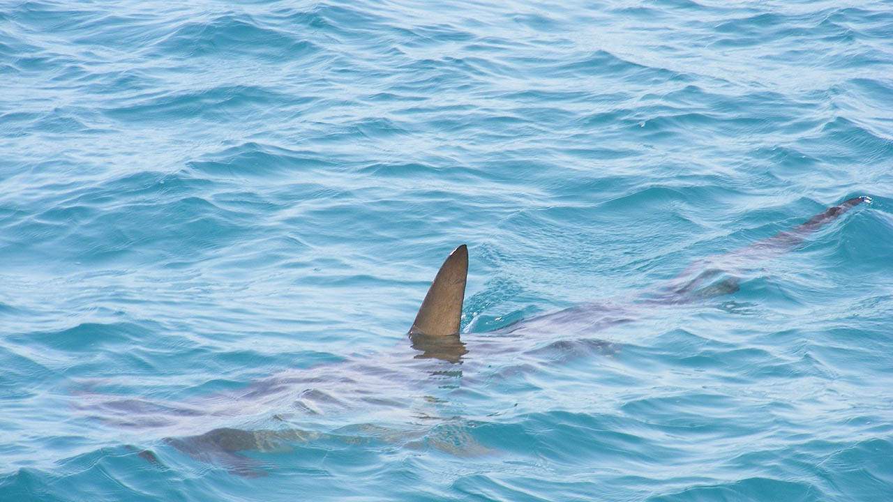 Texan teen catches nearly 900-pound shark in Port Aransas