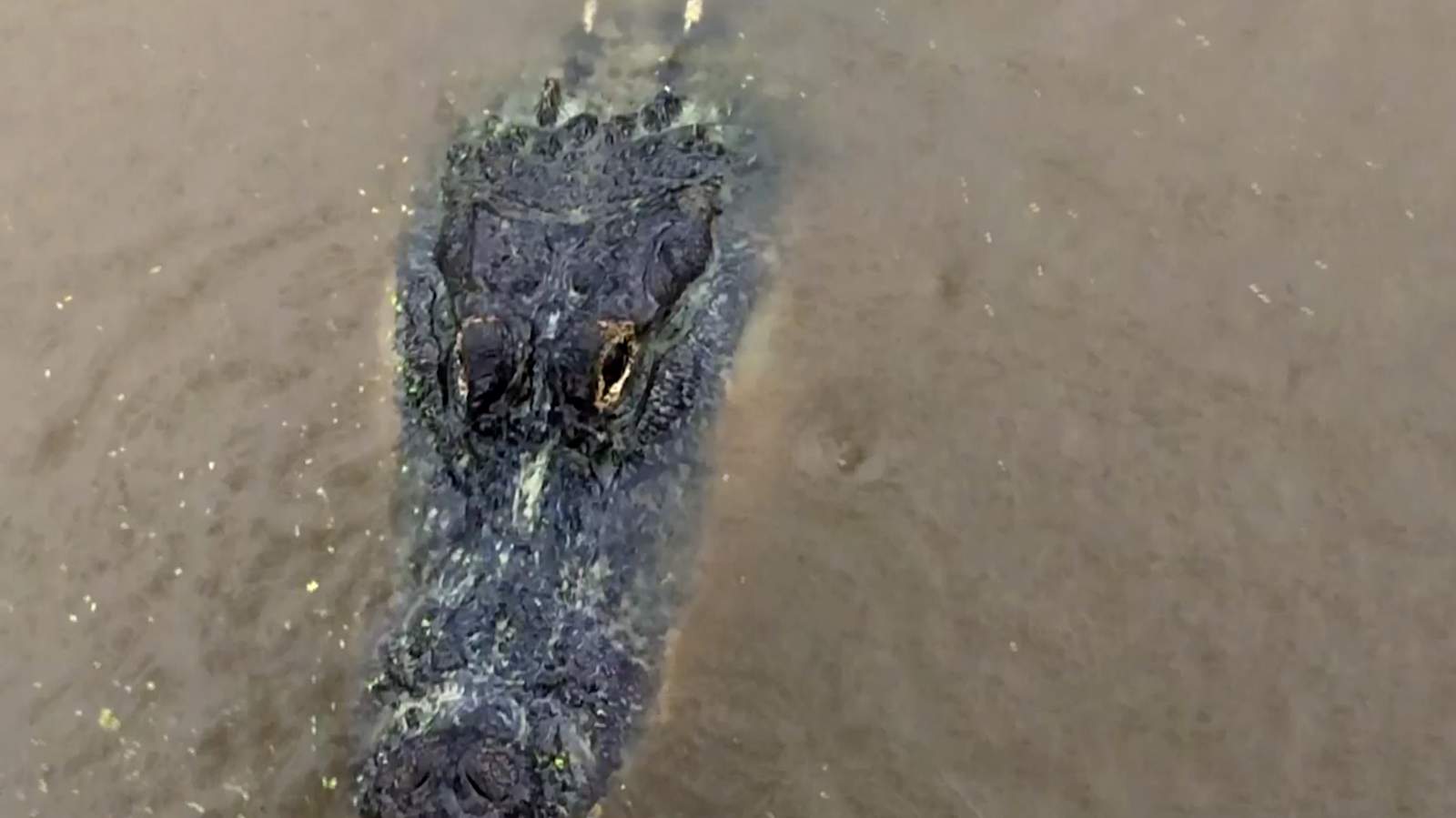 ‘Sigh of relief’: Sally spares a Mississippi gator ranch