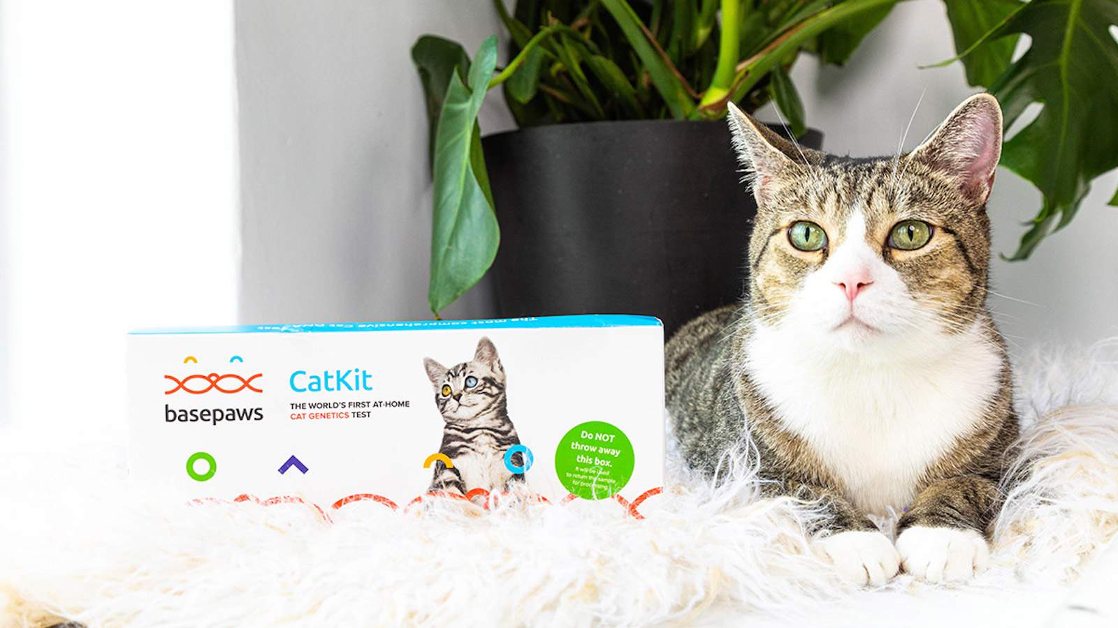This kitty DNA package is the purrfect reward for cat mother and father — and it’s on sale