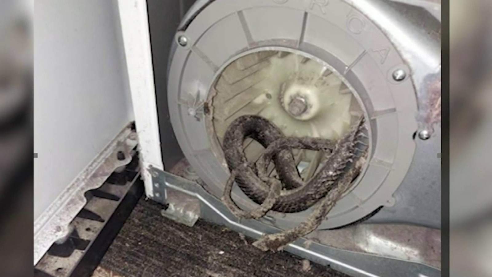 ‘Found its way’: Family discovers dead snake causing dryer malfunction