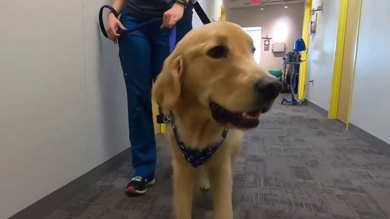For a child battling cancer, dogs can make all the difference, this hospital says