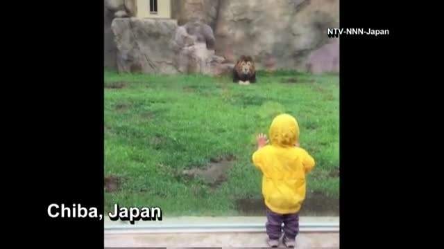 Lion lunges toward 2-year-old behind enclosure