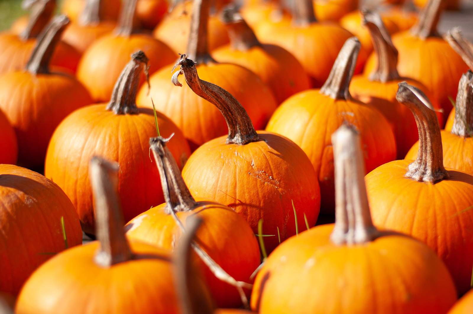 Meet the Texas town that became the pumpkin capital of the U.S.A.