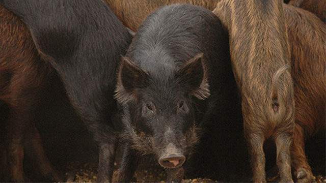 Beware: Several feral hog sightings reported in Seabrook