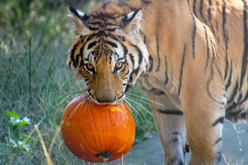 GALLERY: India the Tiger and friends get in the Halloween spirit