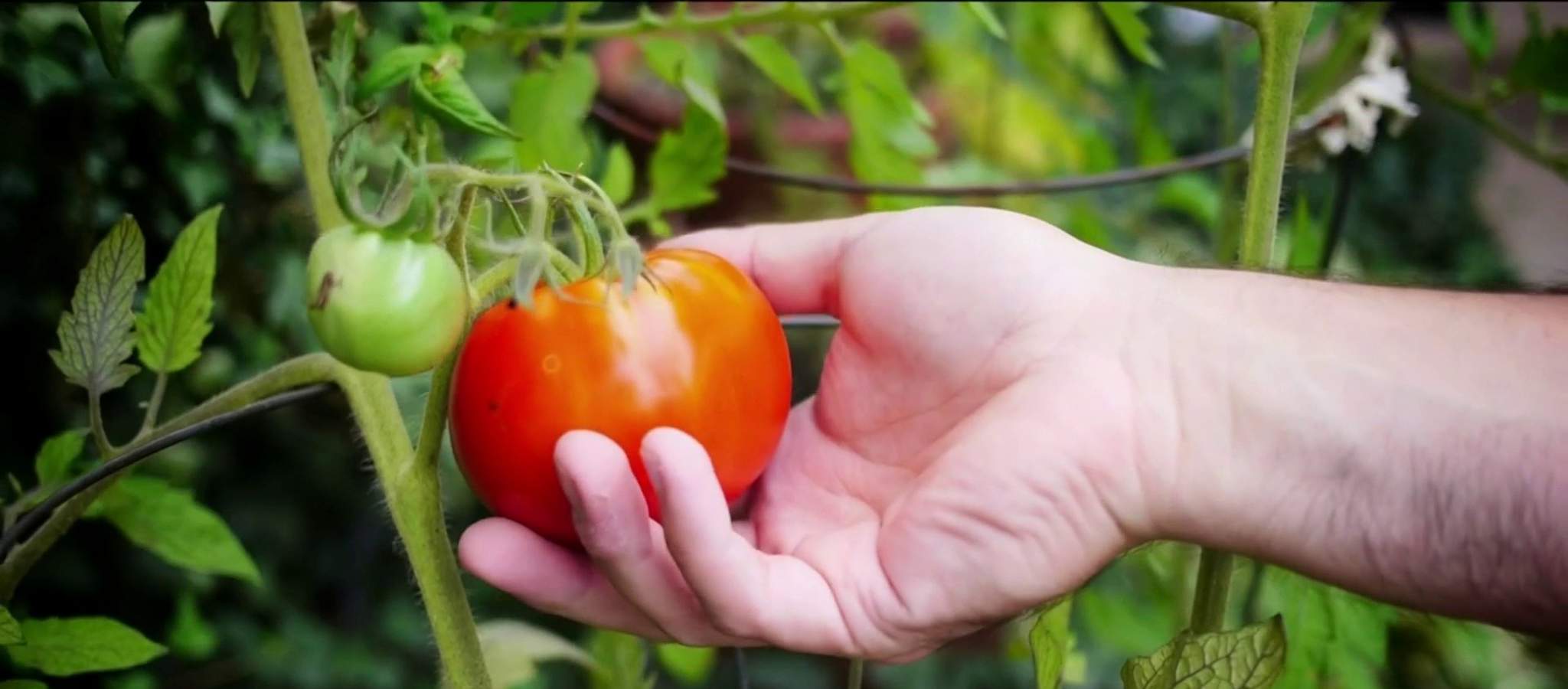 Spring Gardening Tips: 5 ingredients for growing big tomatoes