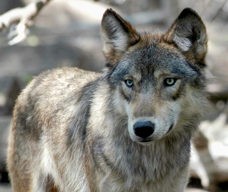 US tribes demand emergency protection for wolves