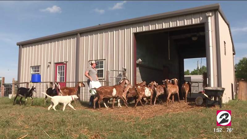 Meet the Needville, Texas dairy farmer who’s creating goat milk popsicles