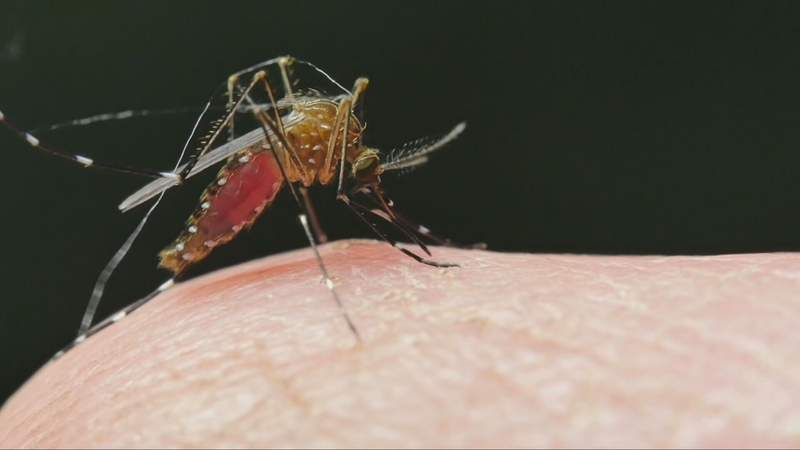 Experts say heavy rain could bring increase in mosquitoes to Houston area