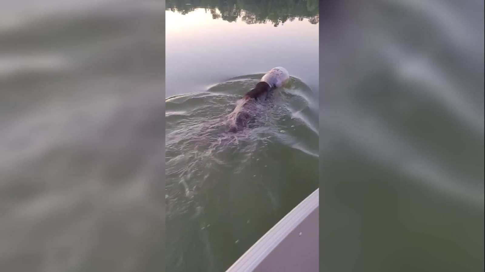 WATCH: Family rescues bear after it was found swimming with a plastic tub on its head