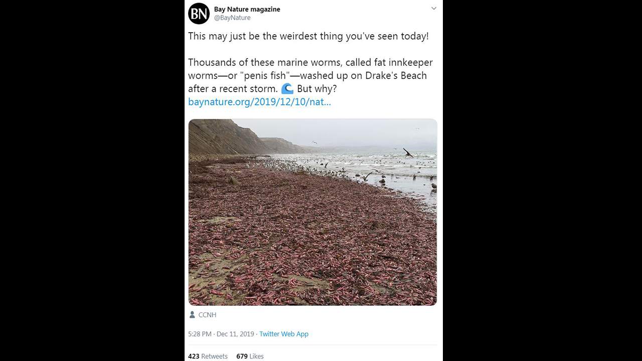 Why were 10,000 ‘penis fish’ found on Drakes Beach in California?
