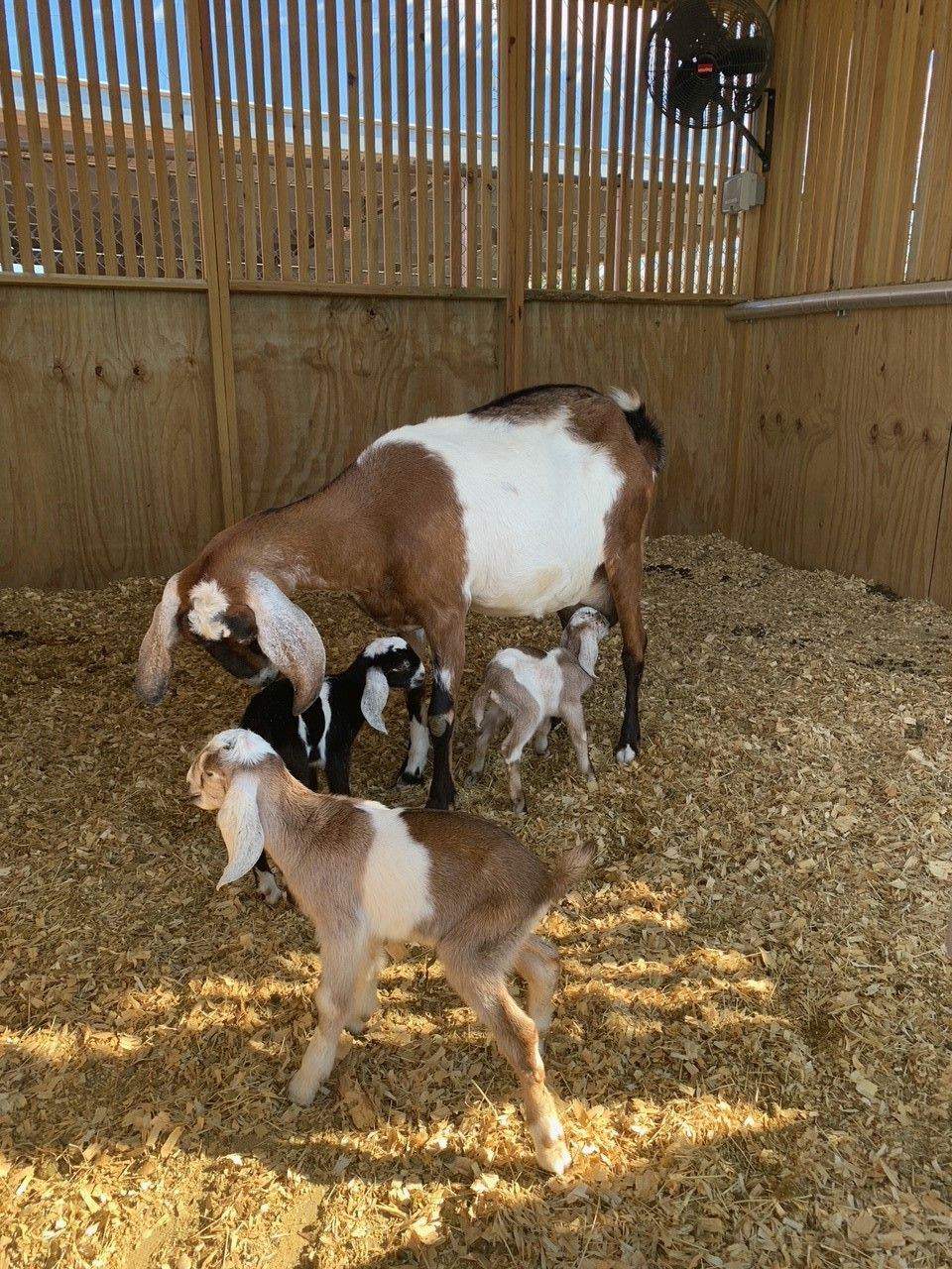 VOTE: Houston SPCA needs your help naming its newborn goat triplets