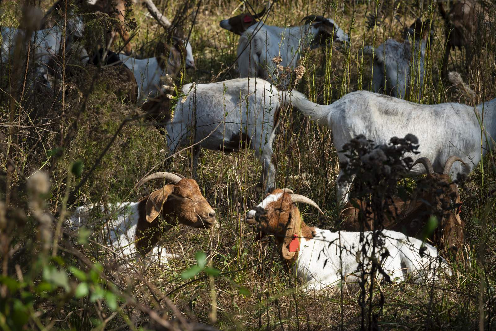 The goats make a return to Houston Arboretum and Nature Center. Here’s how, when to see them