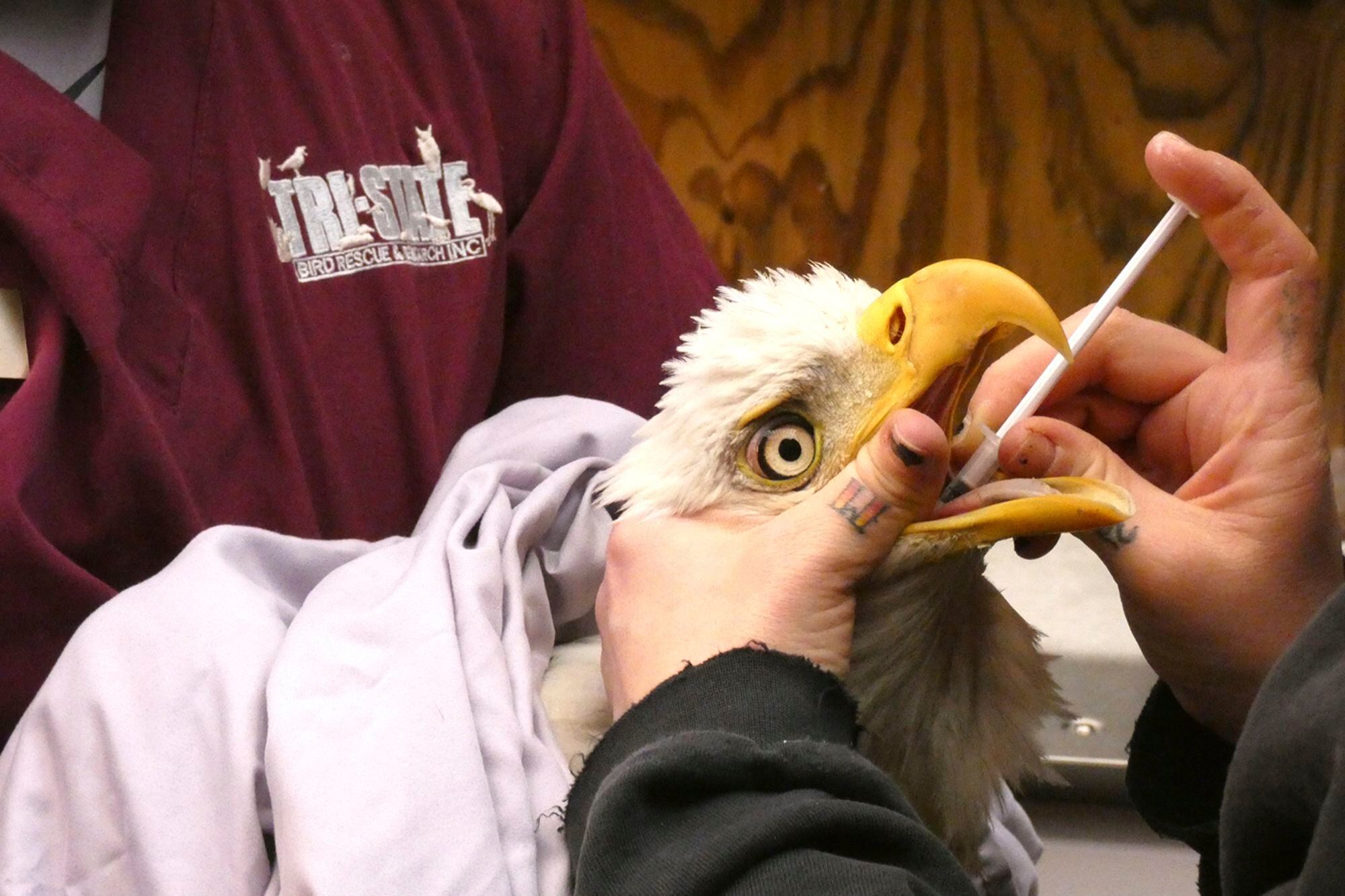 Nearly half of US bald eagles suffer lead poisoning