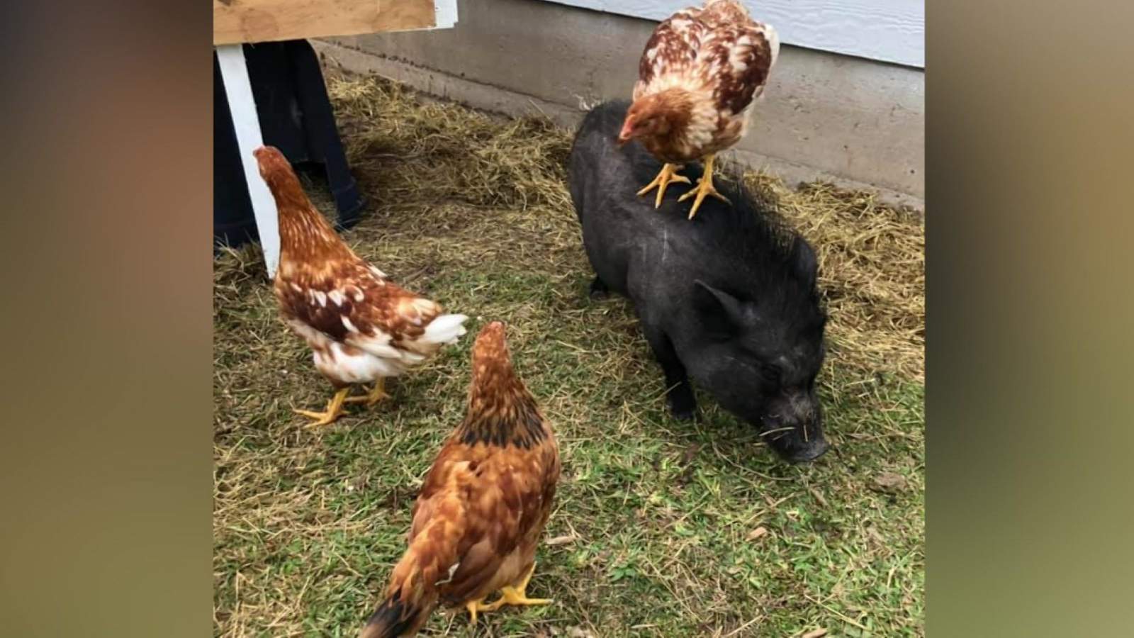 Fort Bend County family creates sanctuary for rescued animals with a large dose of love and humor