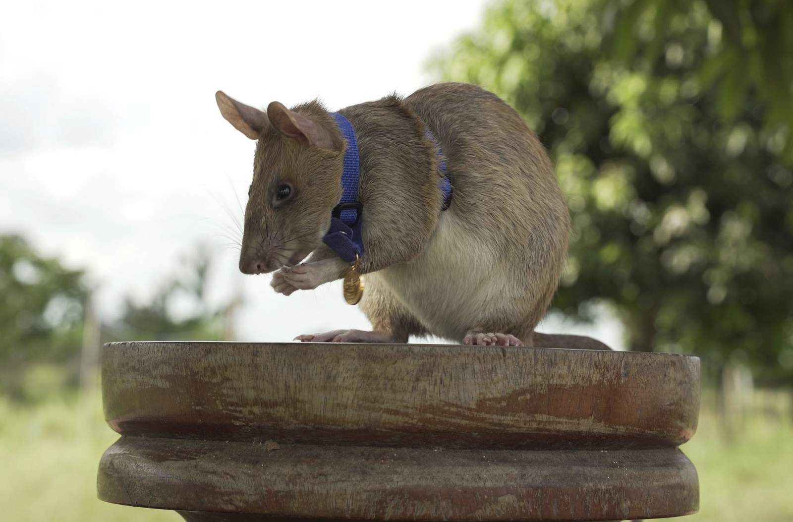 Giant rat wins animal hero award for sniffing out landmines