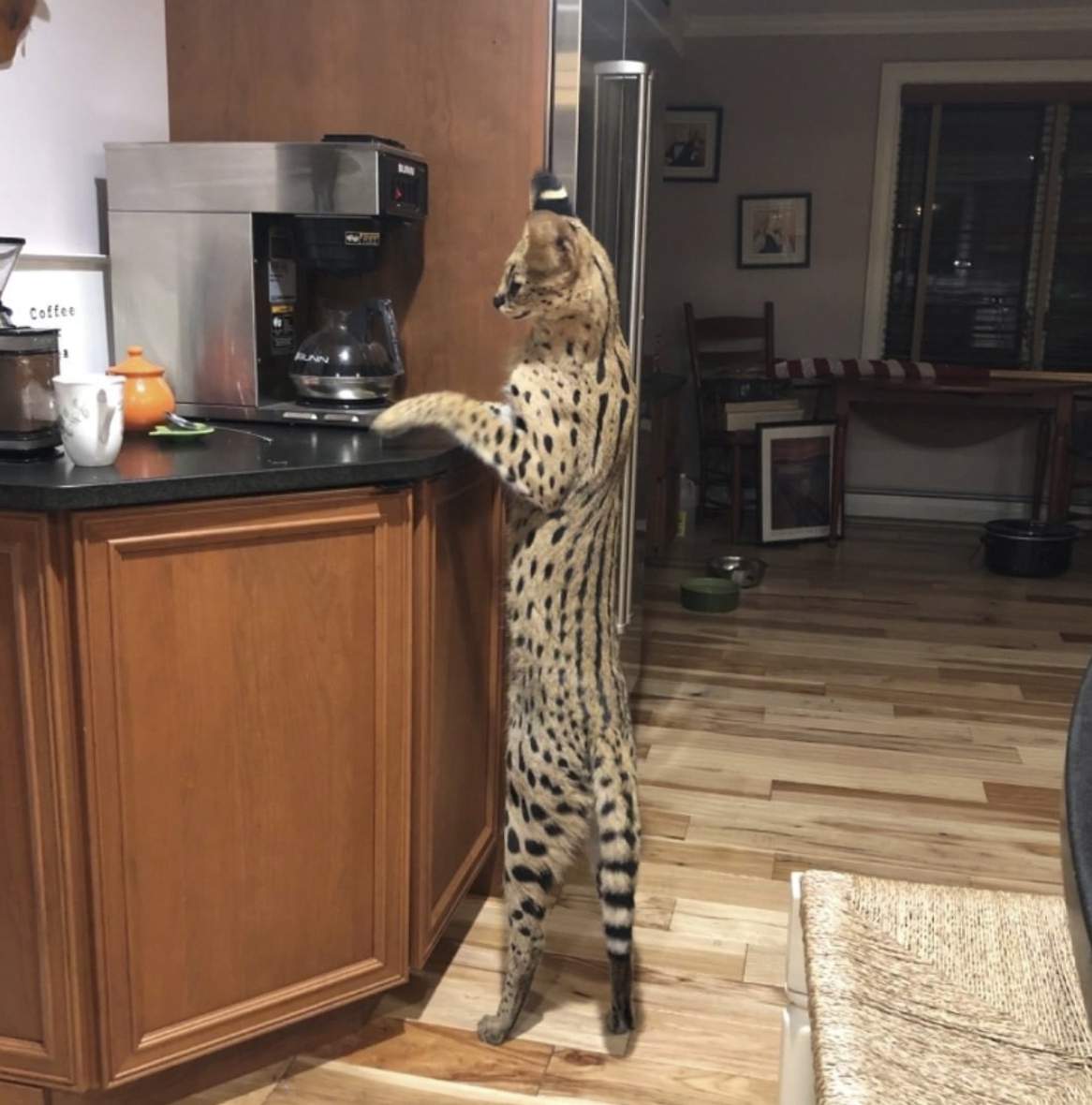 Spartacus the serval cat found safe after escape from home