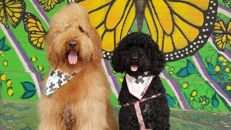 What are grief therapy dogs? Meet Axl and Izzy, who work full-time at this Houston funeral home