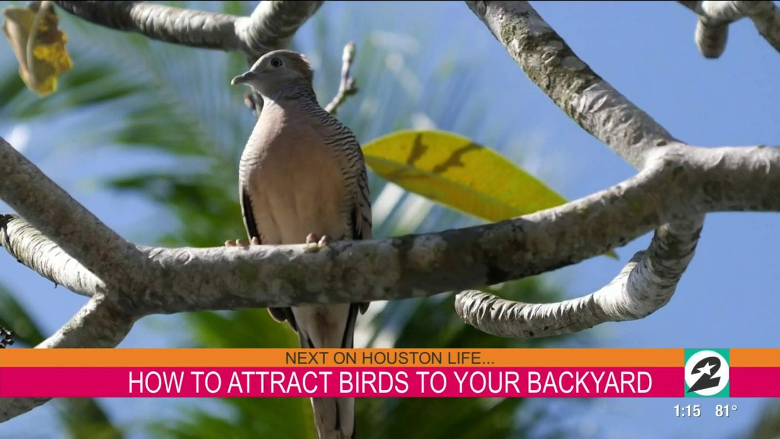 How you can attract birds to your backyard in the Houston area
