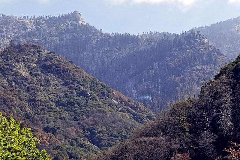 Study: California fire killed 10% of world’s redwood trees