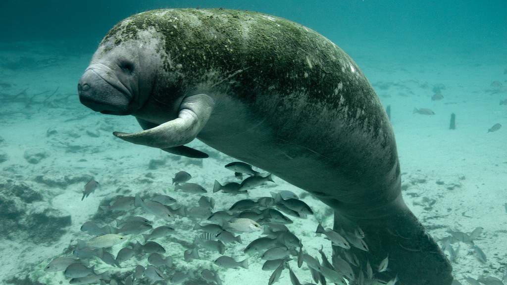 Wildlife officials launch investigation after discovering manatee with ‘Trump’ etched on its back