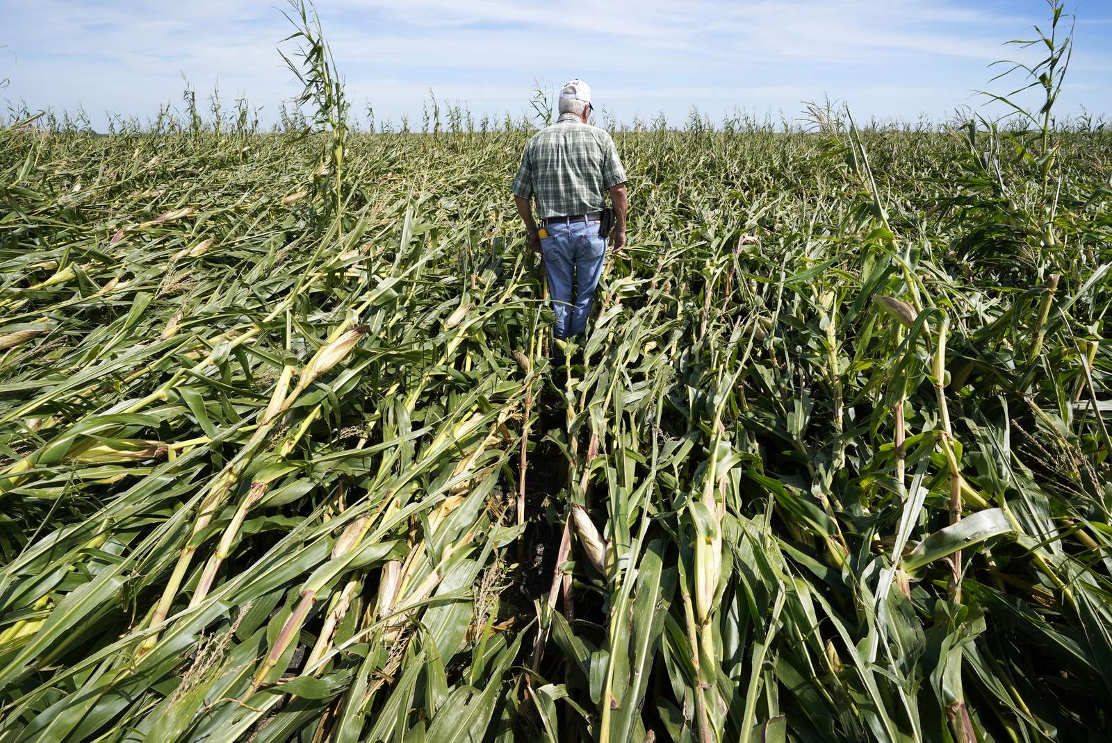 Iowa farmers unsure what's next after winds flatten corn