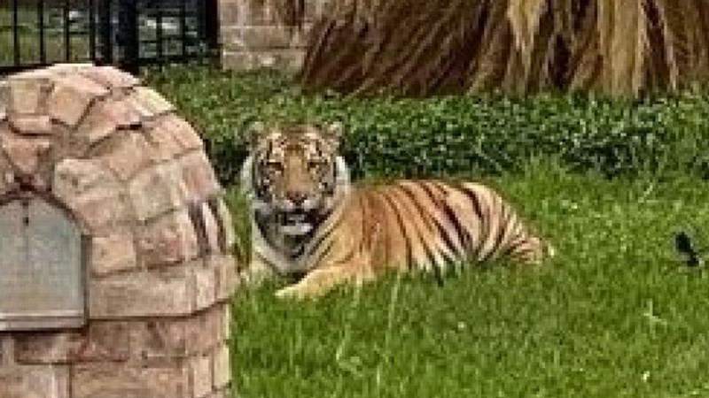 Unusual sighting: Tiger spotted on front lawn of home in west Houston neighborhood